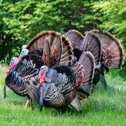 Gobbler