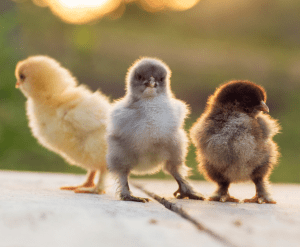 Chick Feed